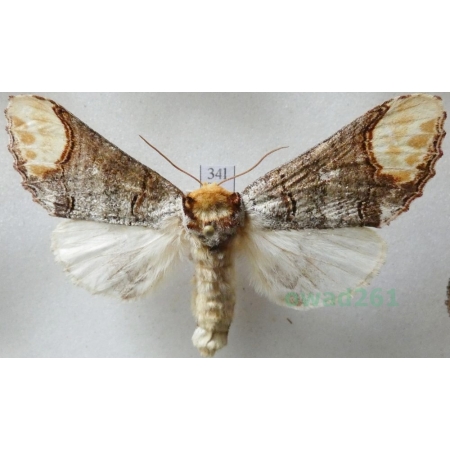 Phalera bucephala (Linnaeus, 1758) female Narożnica zbrojówka Czech34l